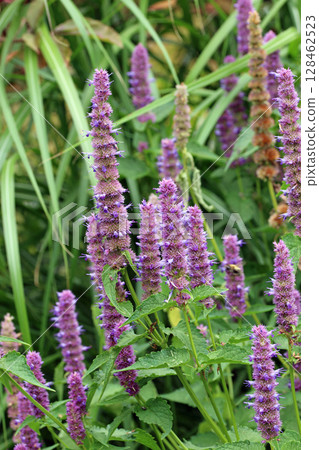 Blue giant hyssop flower spikes 128462523