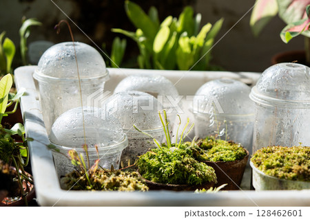 Round leaved sundew thriving in homemade setup with cup containers and water supply, garden hobby 128462601