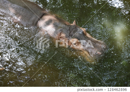 The Big hippopotamus is float in river 128462896
