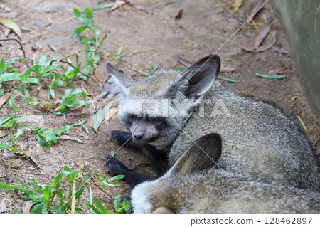 close up face bat eared fox 128462897