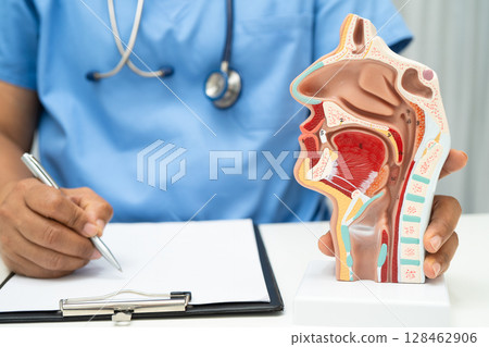 Asian doctor with nasal oral throat cavity neck human anatomy model for study diagnosis and treatment in hospital. 128462906