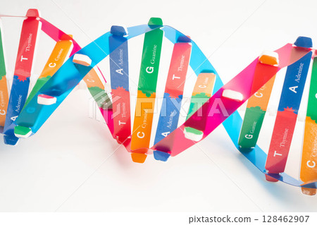 DNA molecule spiral structure model isolated on white background, chromosome and gene chemical science biology. 128462907