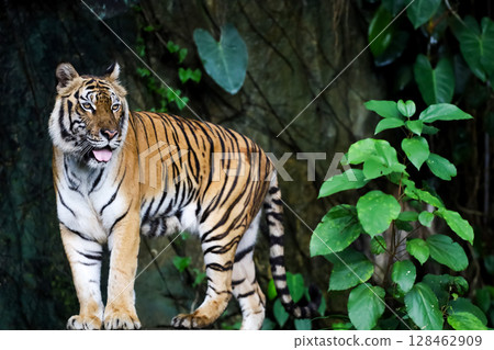 Close up Indochinese tiger is beautiful animal and dangerous in forest 128462909