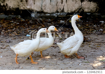 The white duck in nature farm thailand The white duck in nature farm thailand 128462911