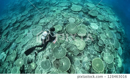 Diver and coral reef Diver and coral reef 128463016
