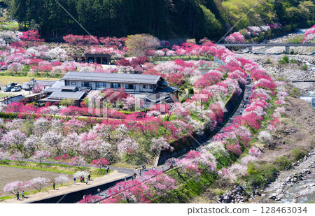 長野縣阿智村花桃之裡 128463034
