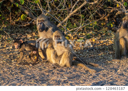 Baboon family in Chobe Baboon family in Chobe 128463187