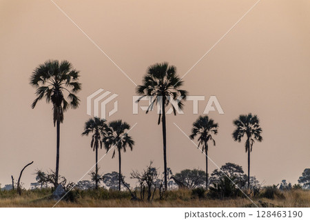 Sunset over the Okavango 128463190