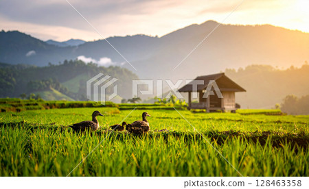 A family of ducks walking through a rice field A family of ducks walking through a rice field 128463358
