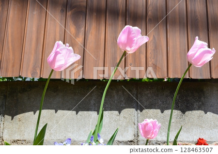 Pink tulips (Onomichi City, Hiroshima Prefecture) 128463507
