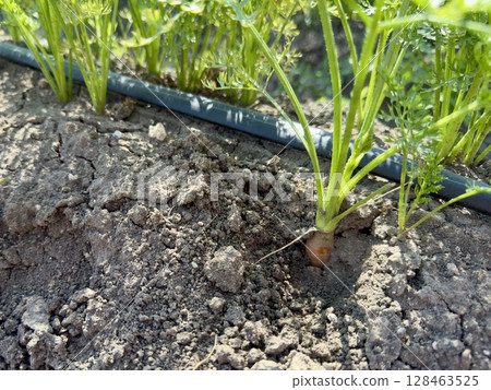 Small carrot thriving in dry soil, benefiting from a drip irrigation system that delivers water directly to roots, ensuring healthy growth and water conservation 128463525