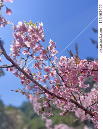 Kawazu cherry blossoms against the blue sky 128463603