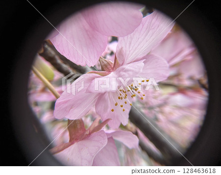 Macro photography of cherry blossoms, buds, shoots, Kawazu cherry blossoms Macro photography of cherry blossoms, buds, shoots, Kawazu cherry blossoms 128463618