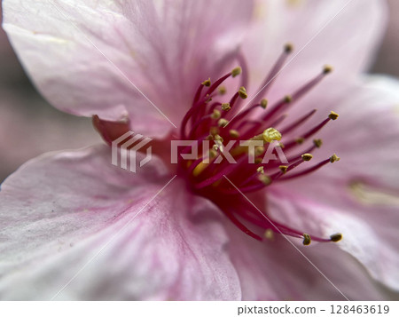 Macro photography of cherry blossoms, buds, shoots, Kawazu cherry blossoms Macro photography of cherry blossoms, buds, shoots, Kawazu cherry blossoms 128463619