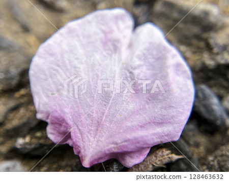 櫻花、花蕾、嫩枝、河津櫻花的微距攝影 櫻花、花蕾、嫩枝、河津櫻花的微距攝影 128463632