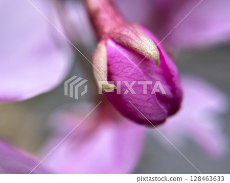 Macro photography of cherry blossoms, buds, shoots, Kawazu cherry blossoms 128463633