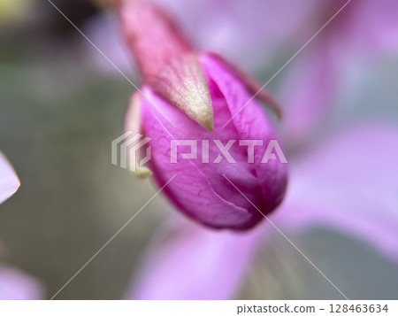 Macro photography of cherry blossoms, buds, shoots, Kawazu cherry blossoms 128463634
