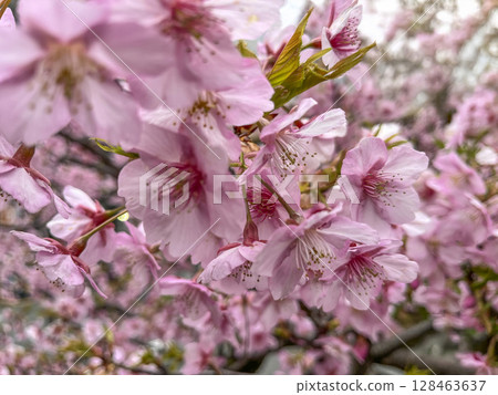 櫻花、花蕾、嫩枝、河津櫻花的微距攝影 櫻花、花蕾、嫩枝、河津櫻花的微距攝影 128463637