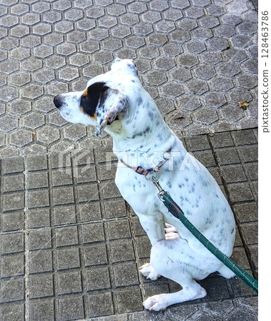 puppy sitting on the sidewalk 128463786