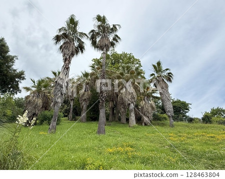 Growing palm trees dotting a grassy hillside create a tranquil scene, while a cloudy sky overhead enhances the serene beauty of this natural landscape 128463804