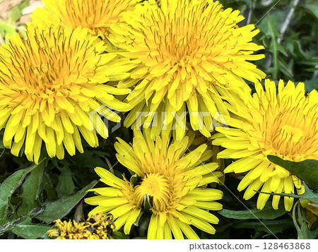 春天盛開的蒲公英花的微距攝影 春天盛開的蒲公英花的微距攝影 128463868