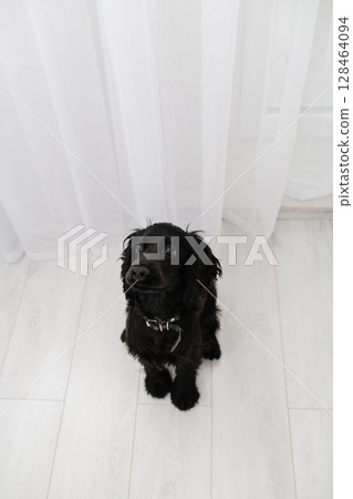 Black English Cocker Spaniel puppy sitting on light floor indoors. Black English Cocker Spaniel puppy sitting on light floor indoors. 128464094