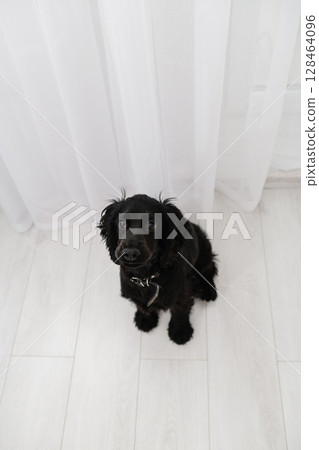 Black English Cocker Spaniel puppy sitting on light floor indoors. Black English Cocker Spaniel puppy sitting on light floor indoors. 128464096