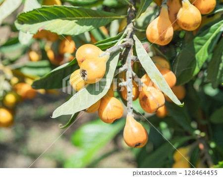 Hand holding ripe loquats from fruit-laden tree in natural light 128464455