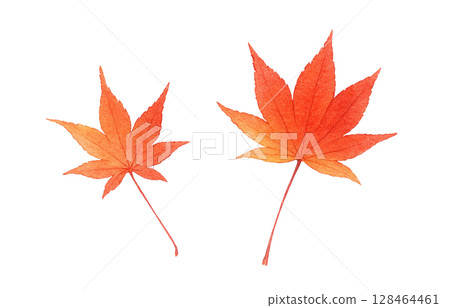 Fallen leaves illustration watercolor dead leaves 128464461