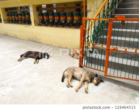 Stray dogs resting peacefully beside buddhist prayer wheels in Dharamshala, India. 128464515