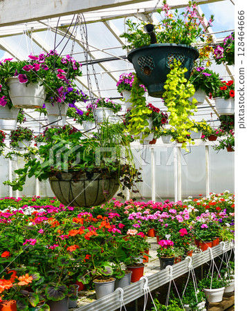 Blooming Flower Greenhouse with Hanging Baskets and Rows of Colorful Potted Geraniums 128464666