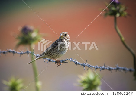 Corn Bunting perched on barbed wire against backdrop of red poppy field and thistles Corn Bunting perched on barbed wire against backdrop of red poppy field and thistles 128465247