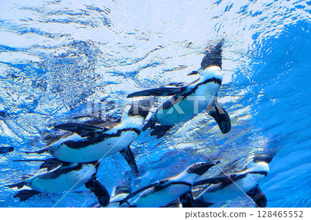 Flying penguins in the sunshine aquarium 128465552