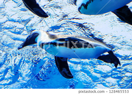 Flying penguins in the sunshine aquarium Flying penguins in the sunshine aquarium 128465553