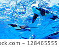 Flying penguins in the sunshine aquarium 128465555