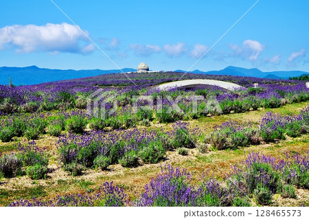 Lavender Hill Scenery 128465573
