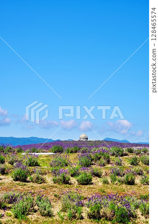 薰衣草山風景 薰衣草山風景 128465574