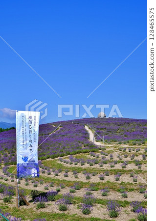 薰衣草山風景 薰衣草山風景 128465575