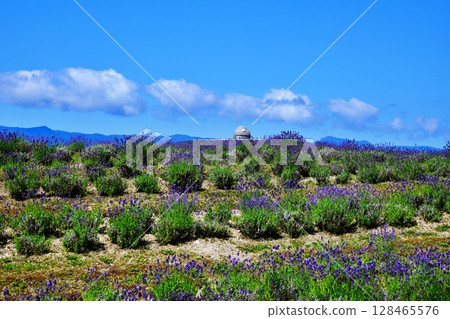 Lavender Hill Scenery 128465576