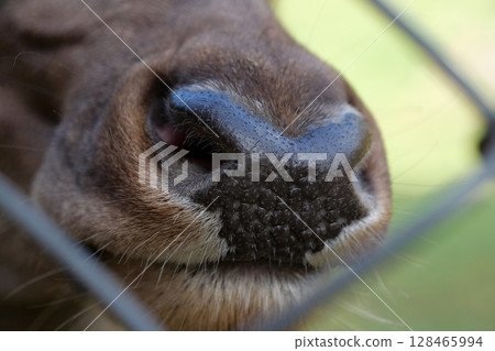 Deer nose extreme close up 128465994