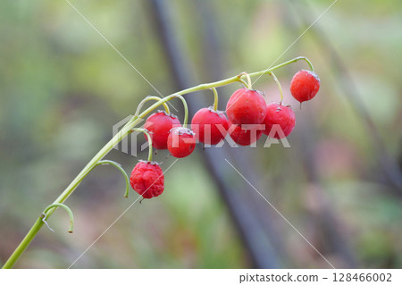 Little red berries of lilies of the valley in autumn forest. Inedible Little red berries of lilies of the valley in autumn forest. Inedible 128466002