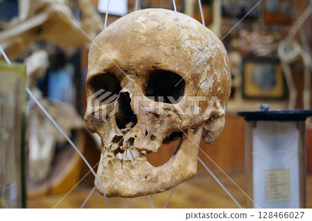 Bones of human skull for studying. Human skull Bones of human skull for studying. Human skull 128466027