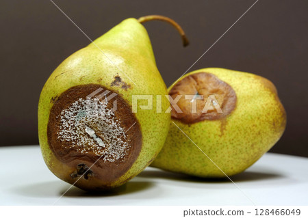 Overripe and rotten pears. Pears covered with mold. Process of spoiling fruits Overripe and rotten pears. Pears covered with mold. Process of spoiling fruits 128466049