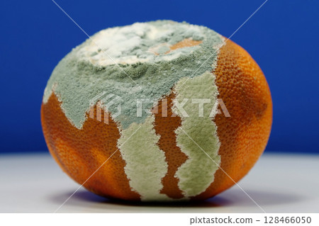 Overripe and rotten mandarin. Rotten tangerine covered with mold Overripe and rotten mandarin. Rotten tangerine covered with mold 128466050