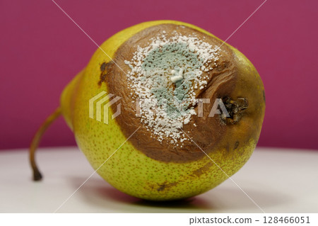 Rotting fruits. Over ripe and rotten pear, covered with mold and fungus Rotting fruits. Over ripe and rotten pear, covered with mold and fungus 128466051