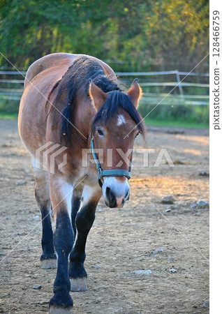A beautiful horse is grazing on a green meadow on a sunny day. Concept for animals and nature. A beautiful horse is grazing on a green meadow on a sunny day. Concept for animals and nature. 128466759