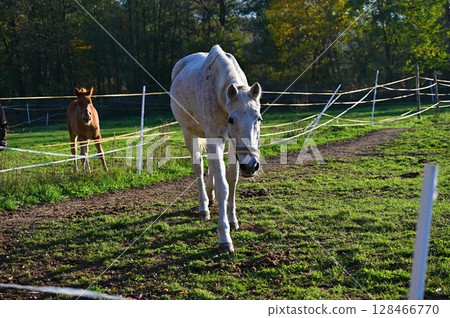 A beautiful horse is grazing on a green meadow on a sunny day. Concept for animals and nature. 128466770