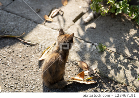 貓的背影 128467191