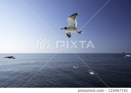 海鷗飛 128467192