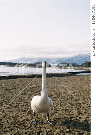 與天鵝的凝視比賽 128467196